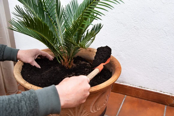 Person topft Palme mit Schaufel um